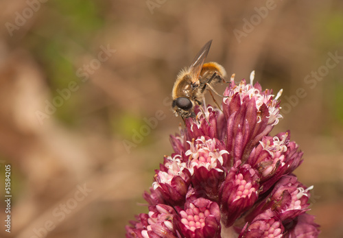 Petasites officinalis