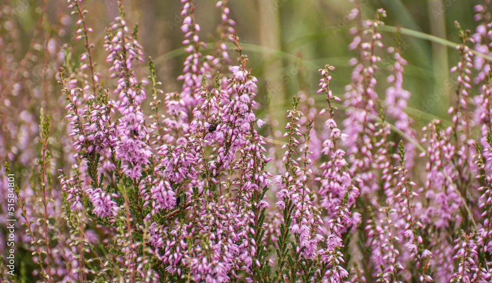 Pink blooming ling with some spider silk in its natural environm Pink blooming ling with some spider silk in its natural environm
