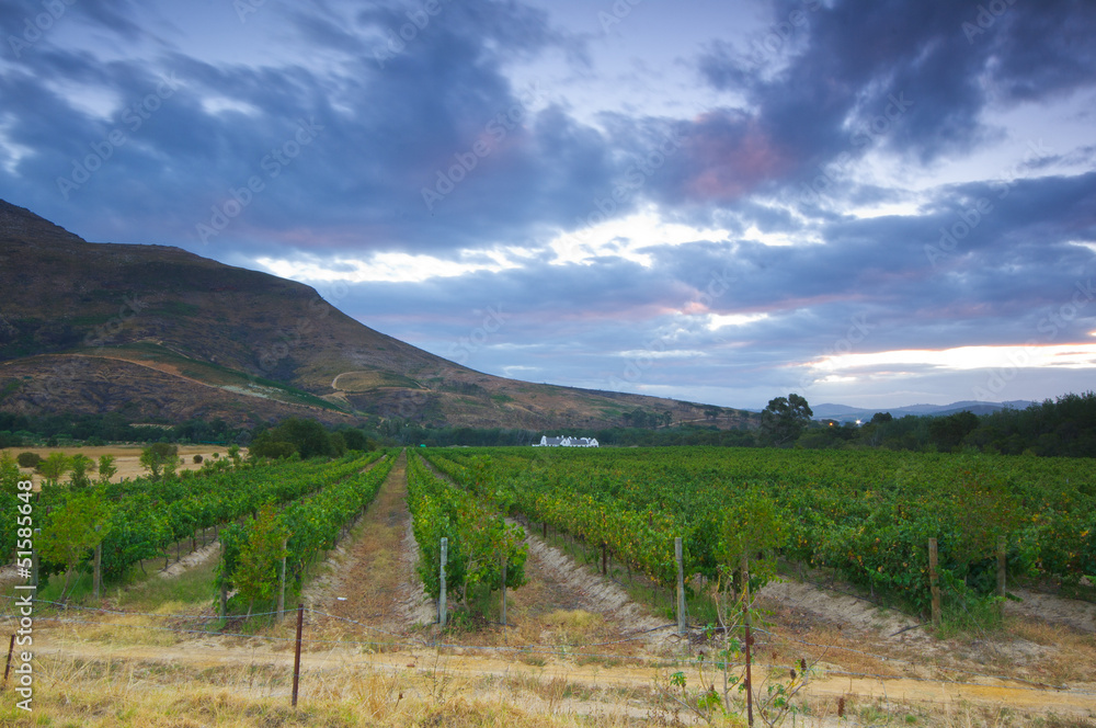 Wine farm, Stellenbosch.South Africa