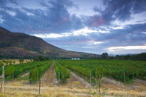 Wine farm, Stellenbosch.South Africa