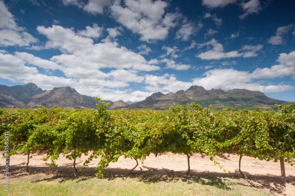 Naklejka premium The Stellenbosch wine lands region near Cape Town..