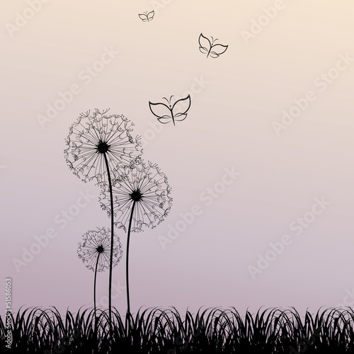Butterfly 1904