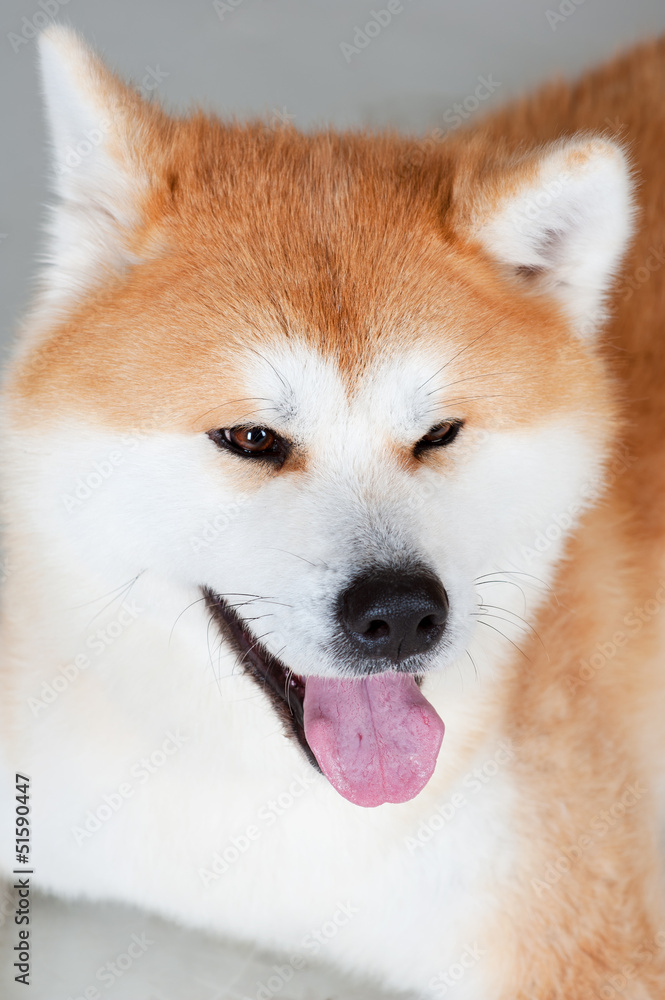 Akta-inu dog