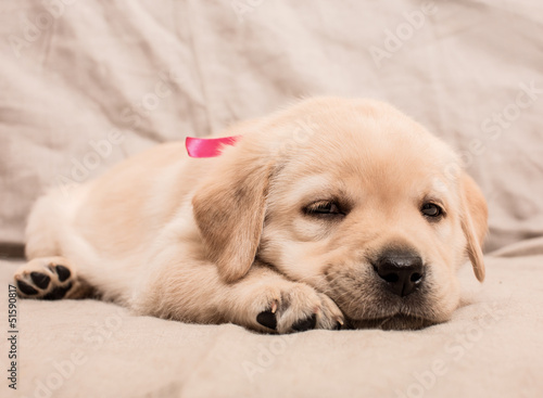 Close-up of little sleepy puppy © jura