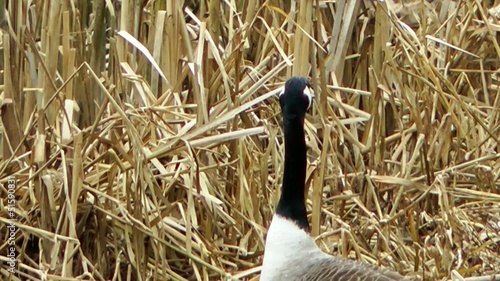 Canada Goose photo