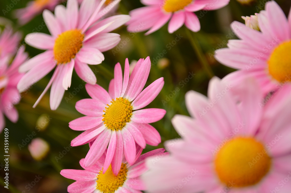 Obraz premium 花畑