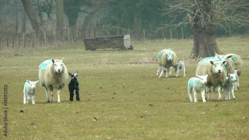 New Born Lambs in a Field New Born Lambs in a Field
