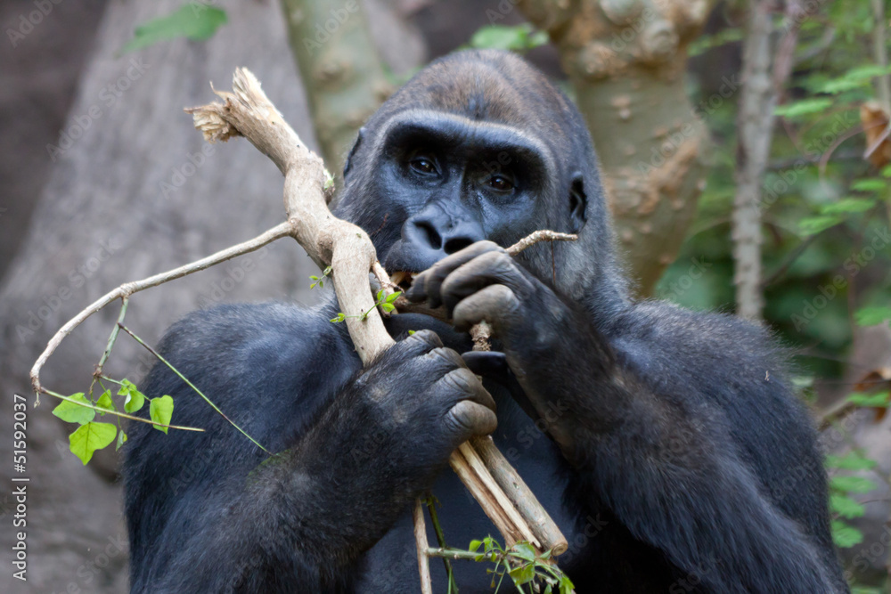 Naklejka premium Gorilla bei der Nahrungsaufnahme