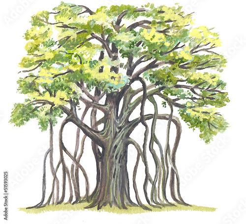 Wallpaper Mural The Great Banyan (Ficus benghalensis) Torontodigital.ca