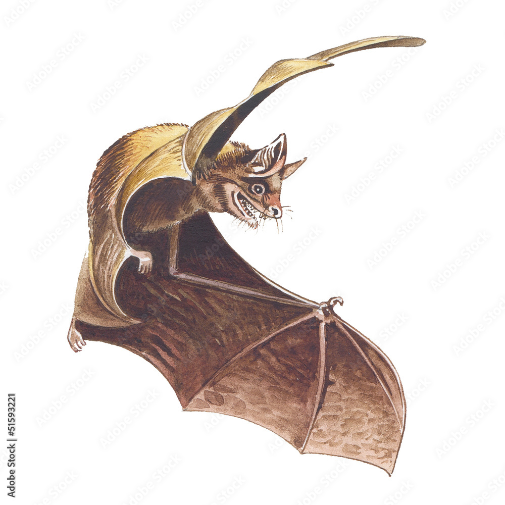 Fototapeta premium bat
