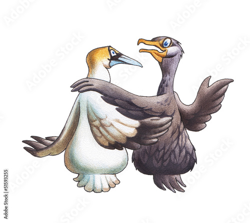 Friendship of a cormorant and Booby