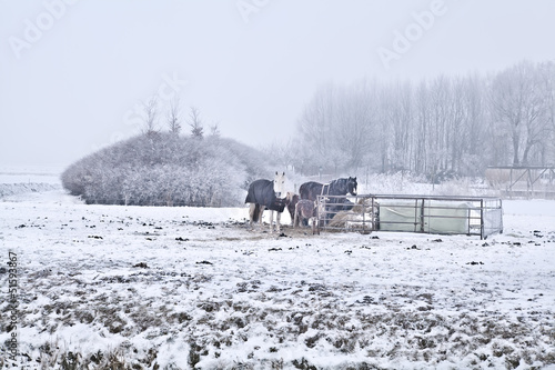 horses on winter cold pasture © Olha Rohulya