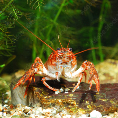 Narrow-clawed crayfish Astacus leptodactylus in nature