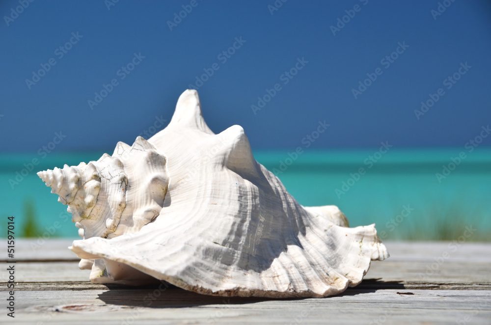 Fototapeta premium Conch against ocean. Exuma, Bahamas
