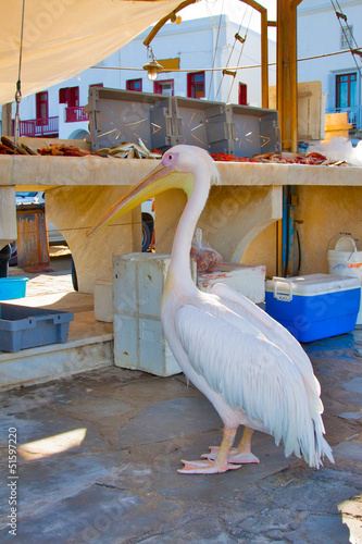 Greece, Petros famous pelican of Mykonos in market ready to eat