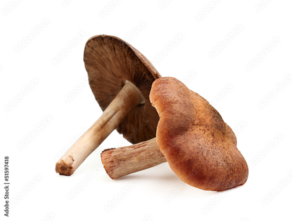 Two brown edible mushroom. Two brown edible mushroom.