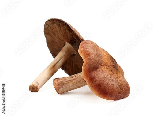 Two brown edible mushroom.