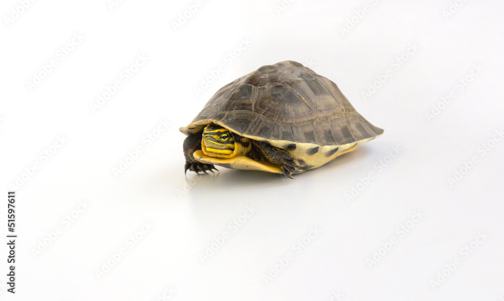Obraz premium cute turtle