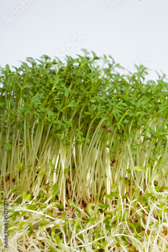 Fresh alfalfa sprouts and cress on white background