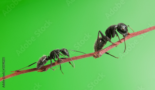 Ant follow ant © abet