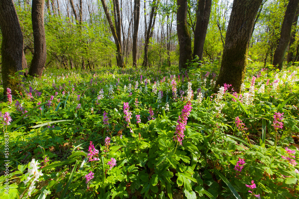 Spring scenery with lush green vegetation in the forest