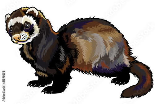ferret