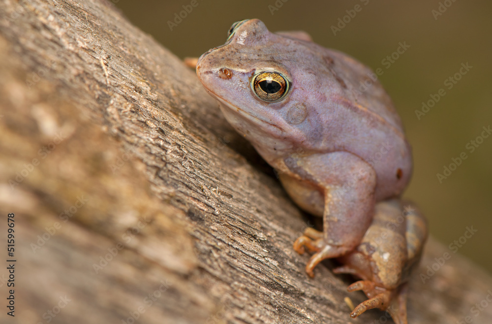 Obraz premium Moor frog