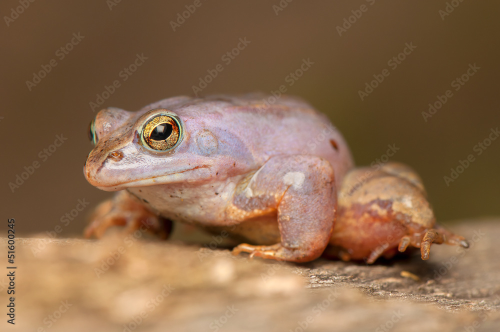 Obraz premium Moor frog