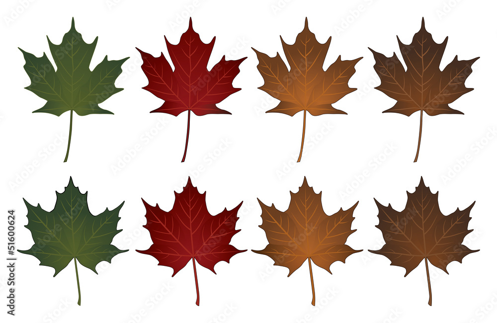 Maple Leaves-Sugar and Norway Maple Leaves-Sugar and Norway
