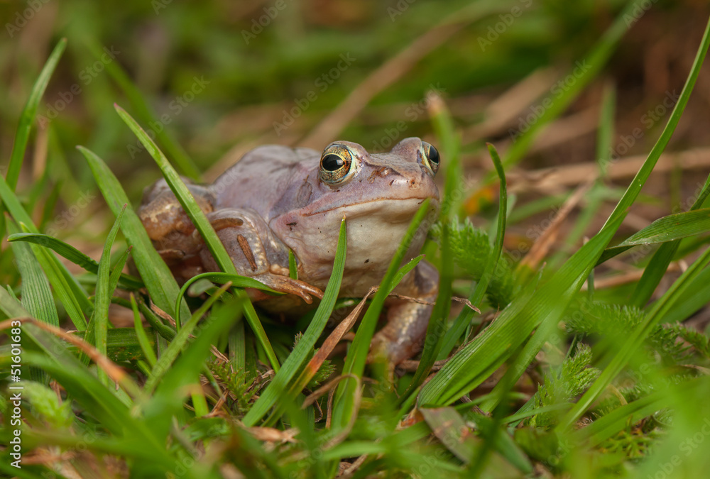 Moor frog Moor frog