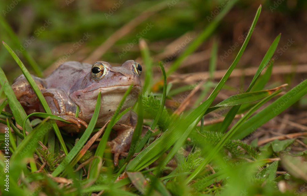 Moor frog Moor frog