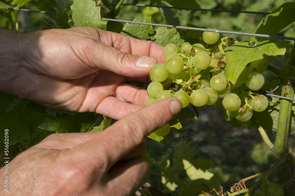 Biological cultivated Grapes Biological cultivated Grapes