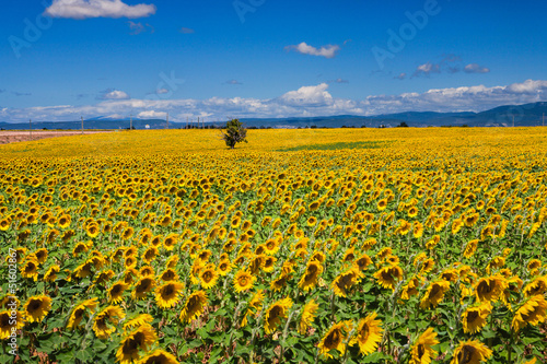 Campo di Girasoli, Provenza, Francia © Pixelshop