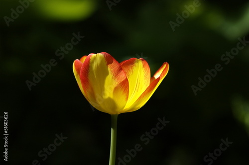 Beautiful colorfull flower - tulip in spectacular sunlight