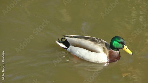 Mallard Duck Swimming photo