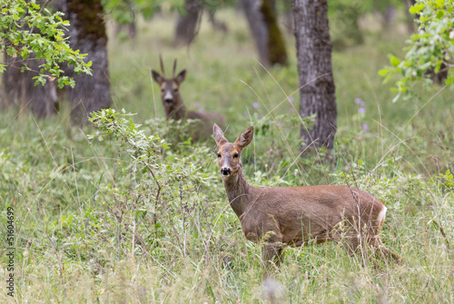 Roe deers in a forest © Lefteris Papaulakis