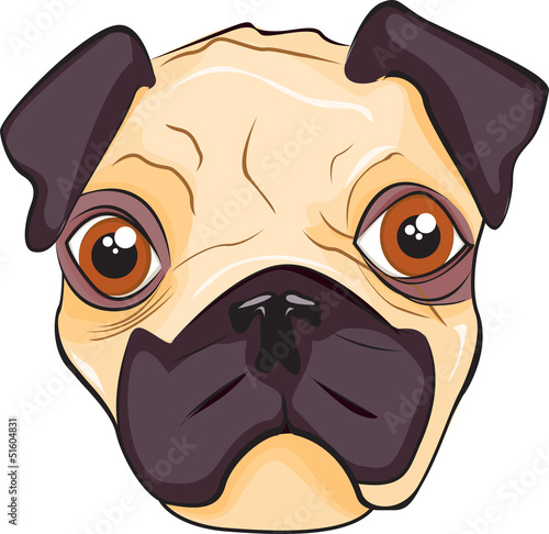Pug