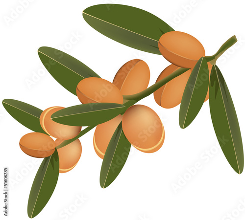 frutto