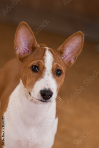 Portrait of Basenji puppy (3.5 month old).
