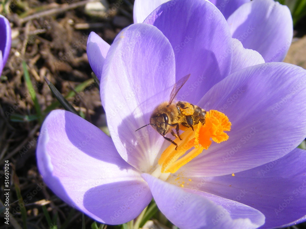 crocus crocus