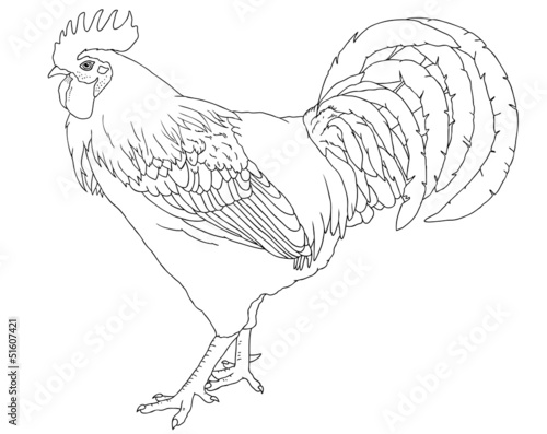 domestic rooster black and white vector lineart