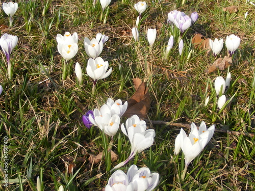 crocus photo