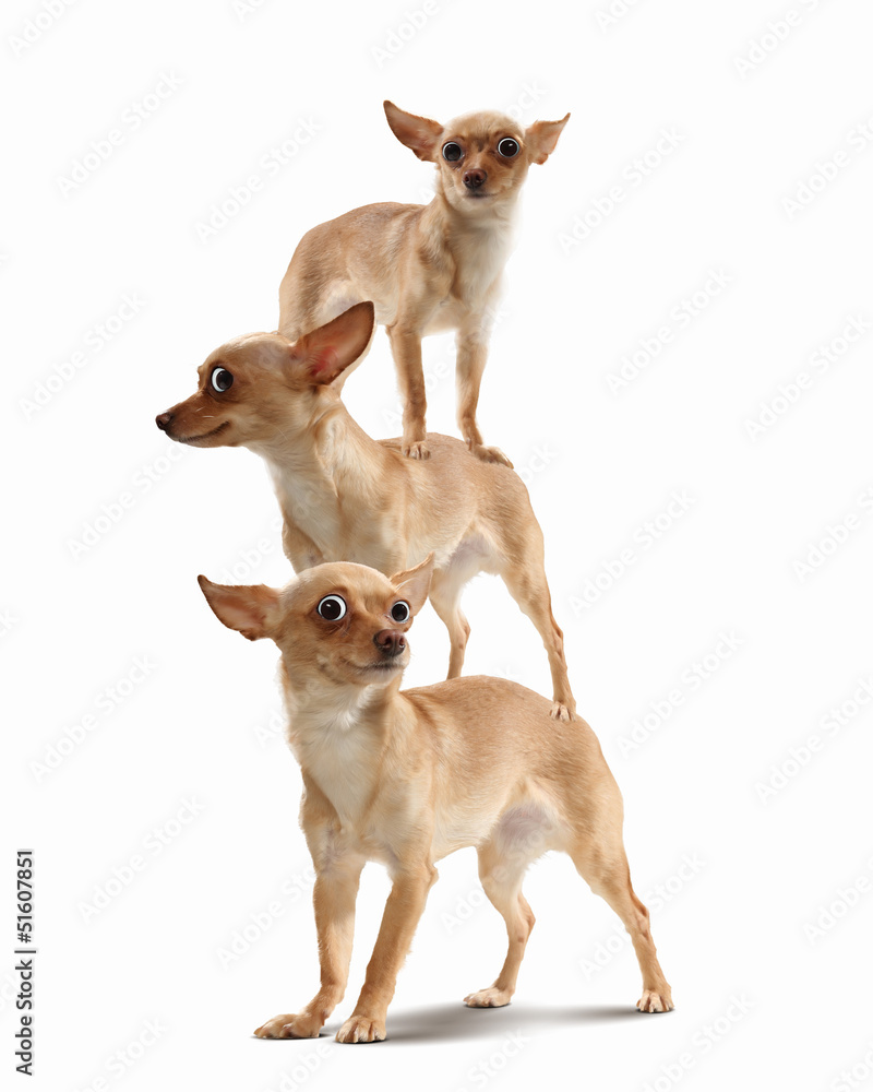 Pyramid of three funny dogs