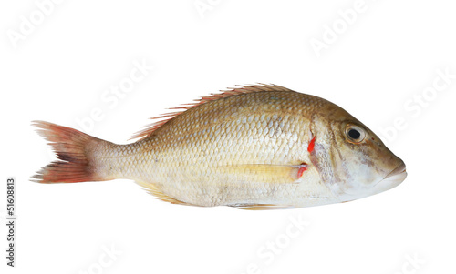 Snapper fish isolated on white