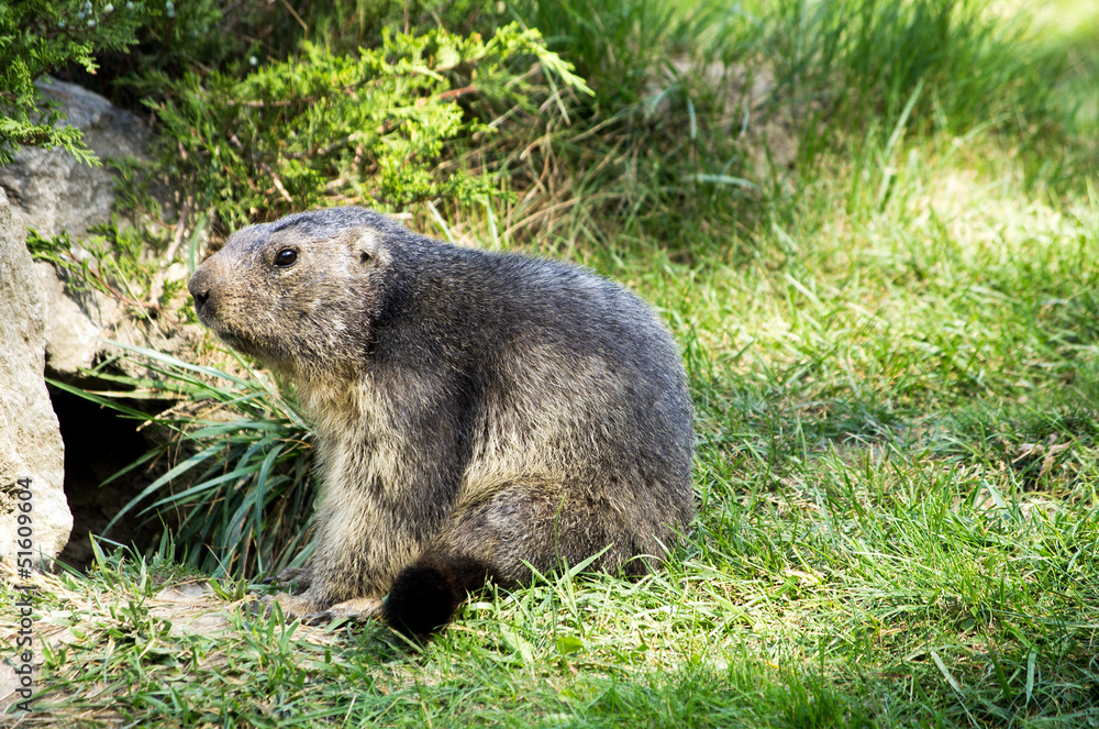 Naklejka premium Marmotta