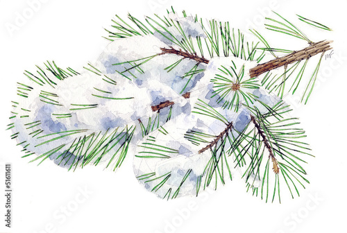 Pino silvestre con neve - Pinus sylvestris