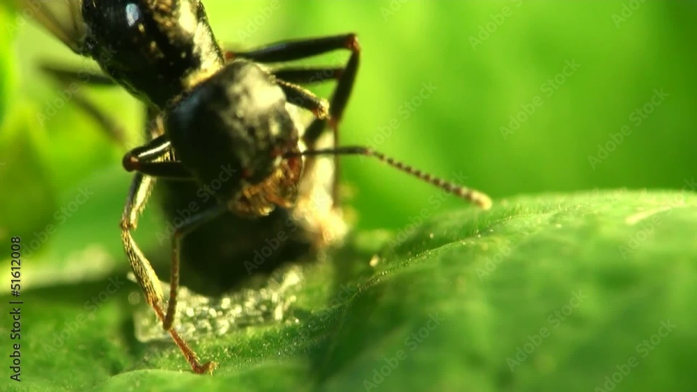 ant soldiers ant soldiers