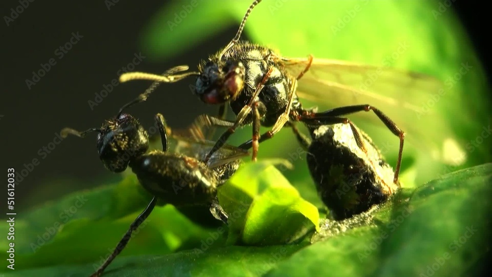 Ant aggressive defender