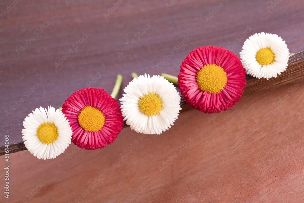 Obraz premium beautiful red and white daisy flowers