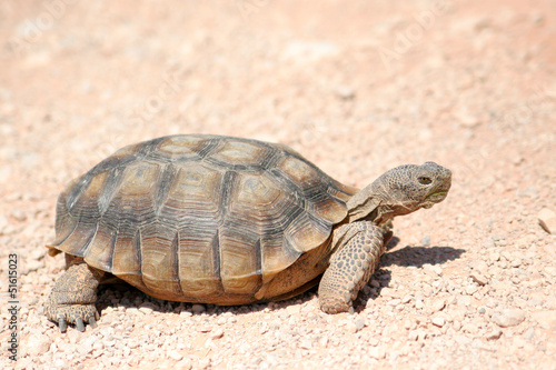 endangered desert turtle wild animal © schmaelterphoto
